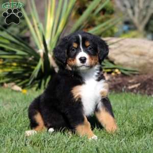 Jewel, Bernese Mountain Dog Puppy